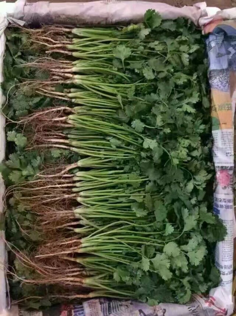 精品大叶香菜芫荽打捆香菜常年供应诚信无忧专业代办