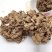 茶树菇14cm