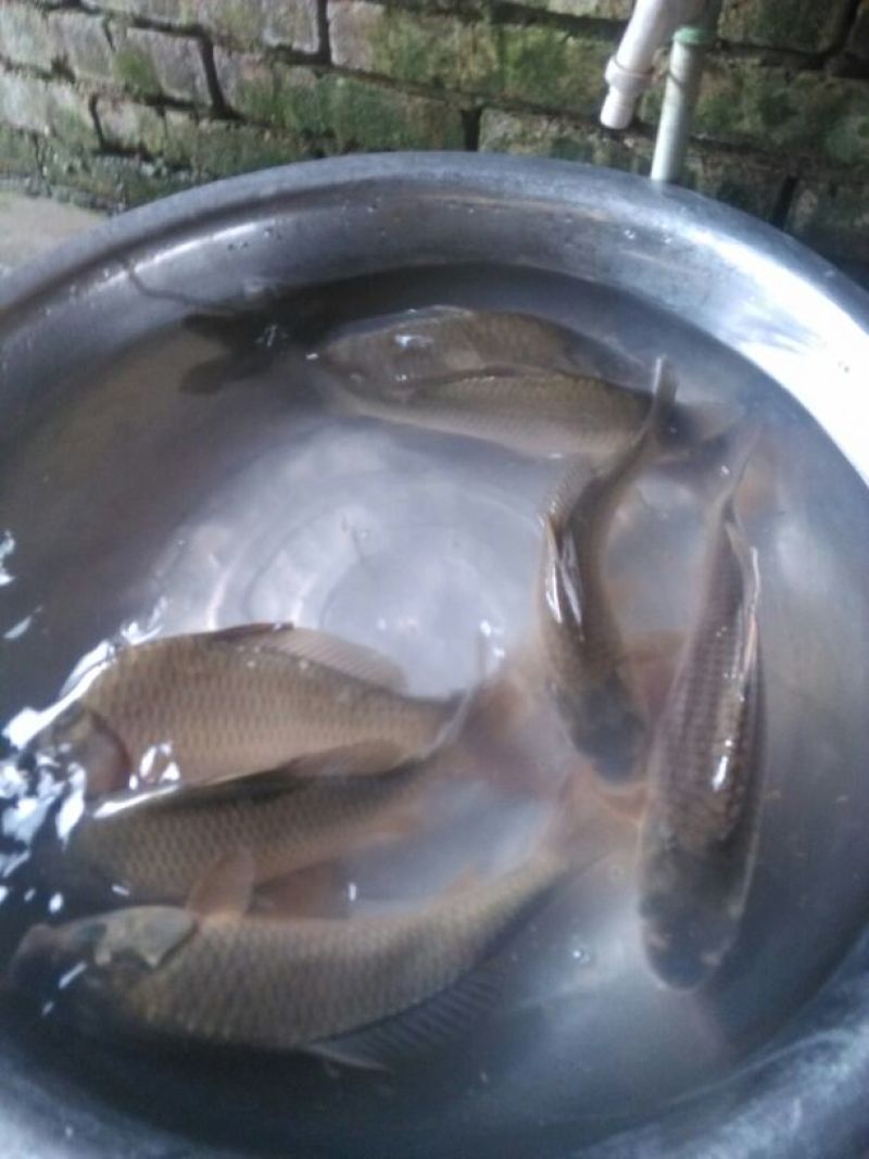 高背鲫