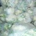 白花菜包装