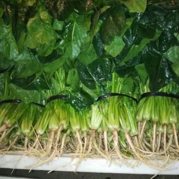 大叶菠菜