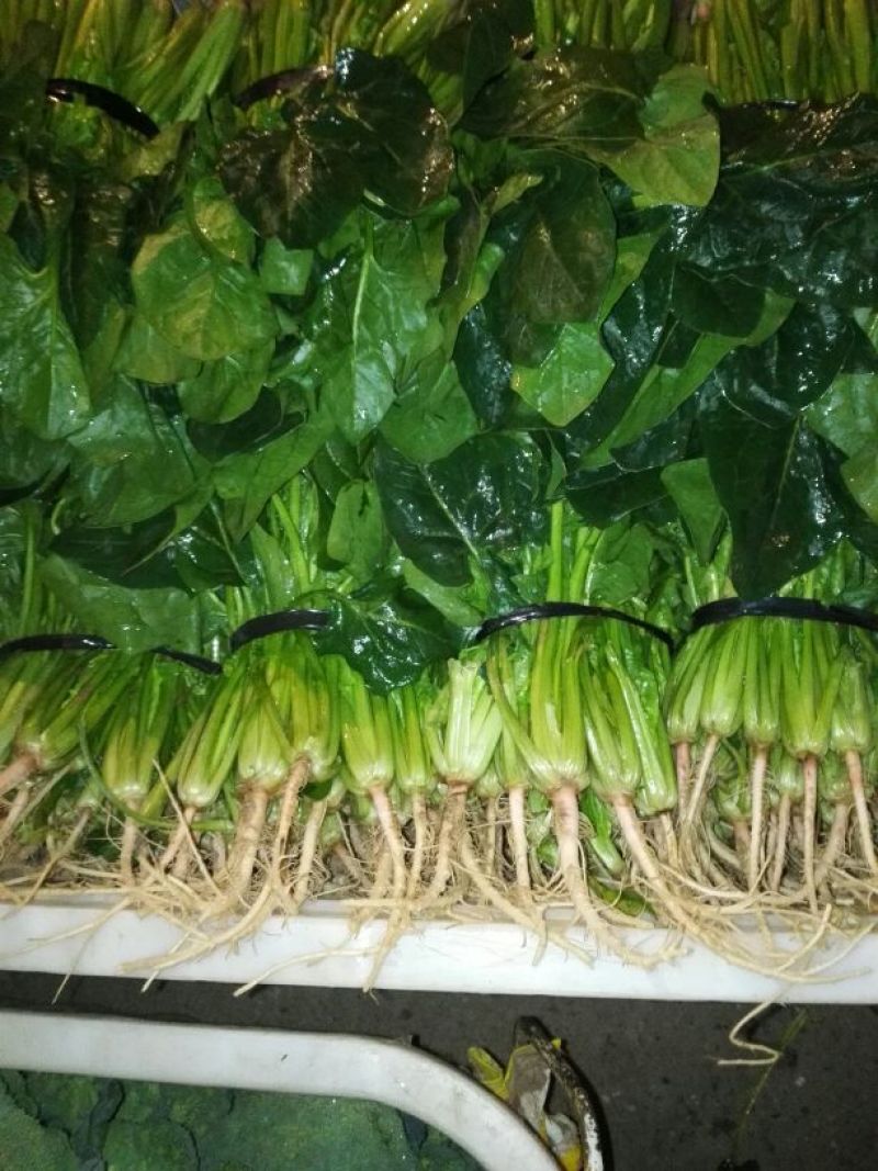 大叶菠菜