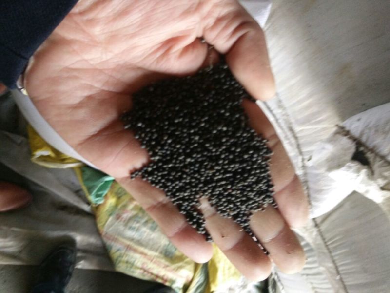 黄油菜菜籽三