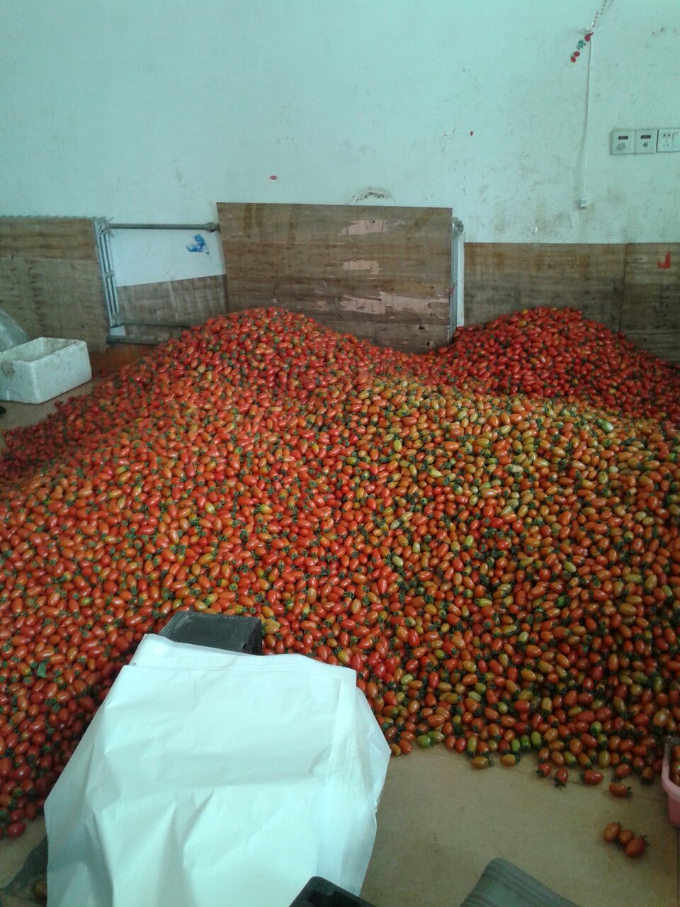 山东潍坊市寿光市京丹1号圣女果批发_1379*3