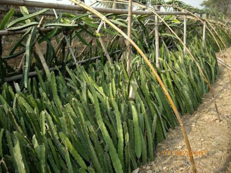 红心火龙果苗黄心火龙果苗基地直供品种保证纯度