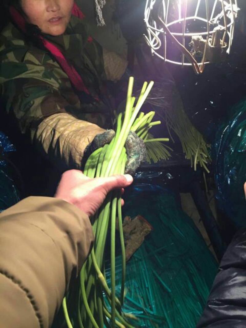 产地直供蒜苔精品40~60cm。产地直销，量大质优