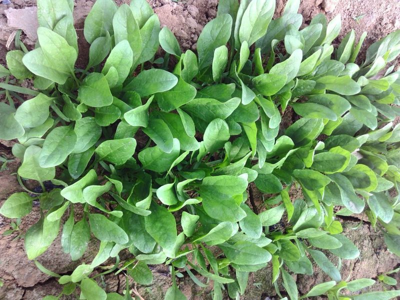 越冬菠菜15~20厘米