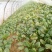大叶菠菜15~20厘米