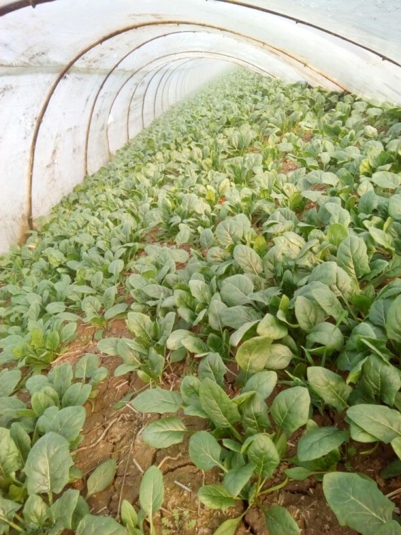 大叶菠菜15~20厘米