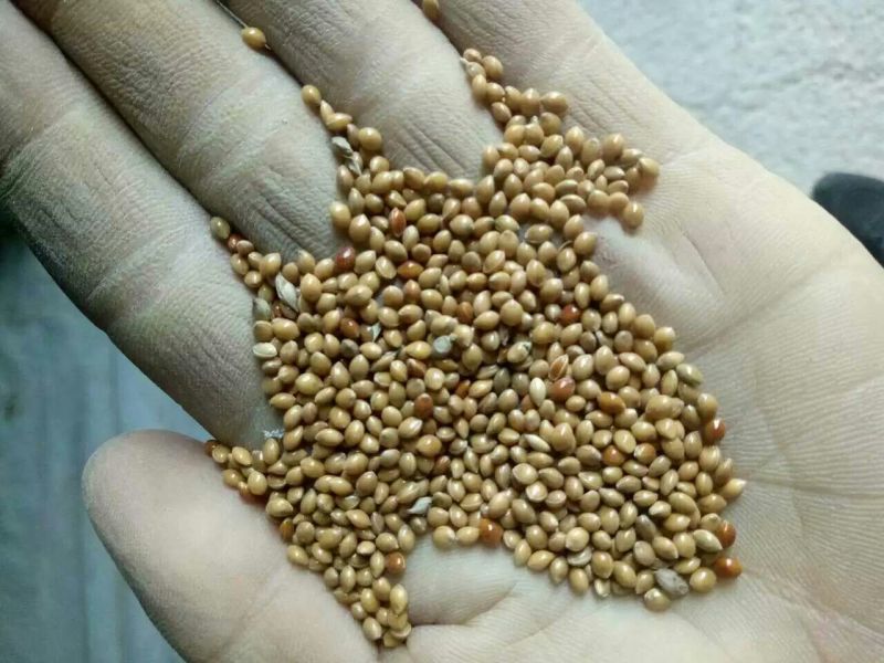糜子