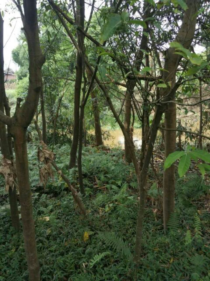 黄葛树10~30cm