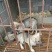狼青犬公母任选狼青幼犬出售德牧幼犬任意挑选