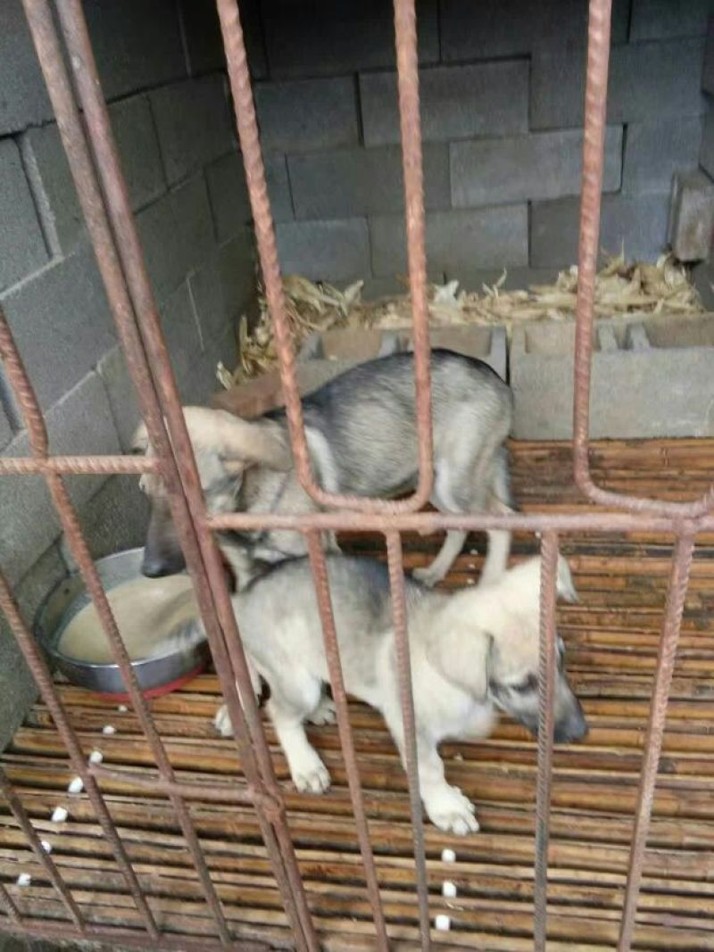 狼青犬公母任选狼青幼犬出售德牧幼犬任意挑选