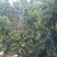 吉塞拉砧木嫁接矮化樱桃苗美早红灯俄罗斯八号