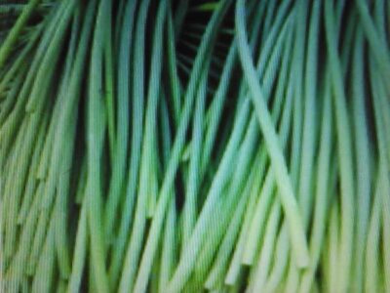 蒜薹50~60厘米山东省临沂市沂水县大量供应