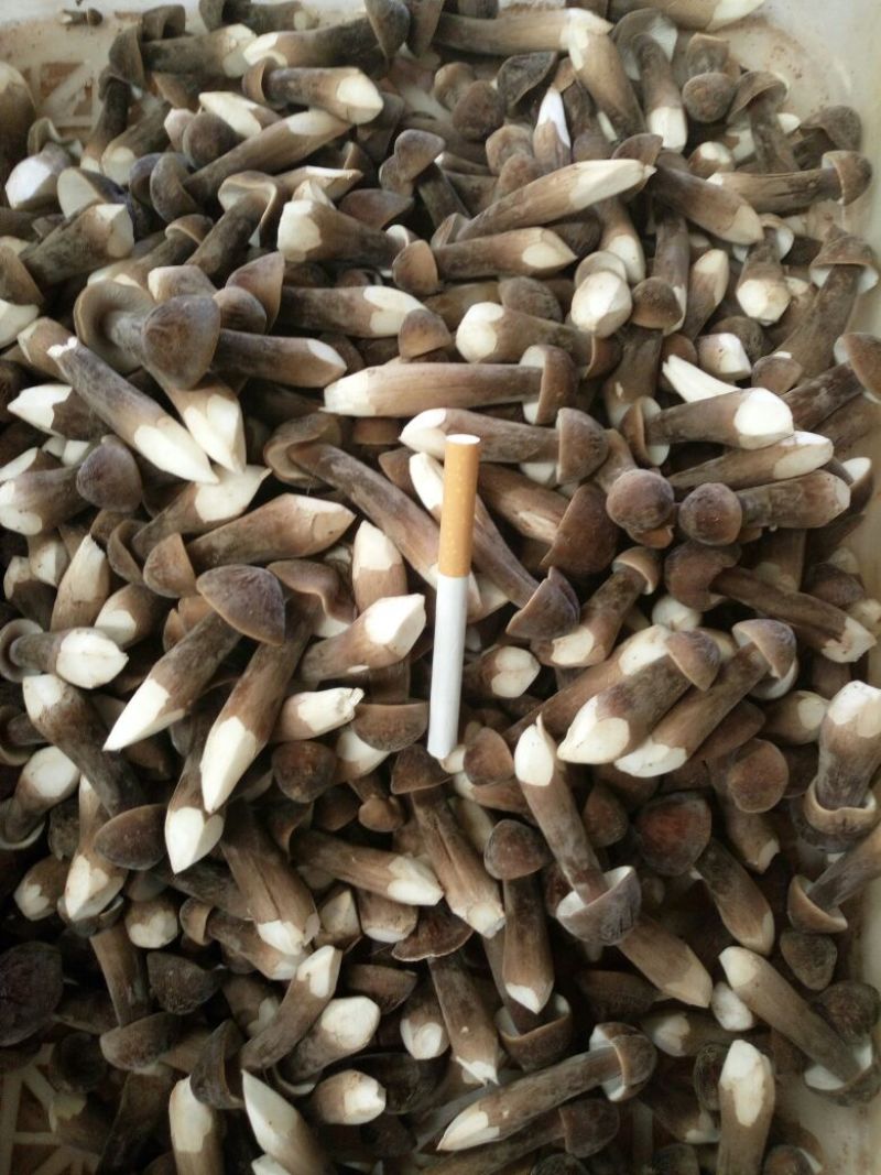 常年供应优质高产新一代黑皮鸡枞菌包