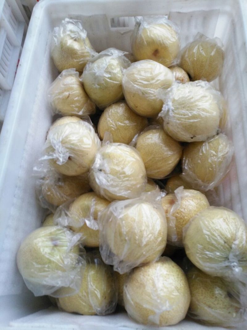 酥梨300~350g膜袋