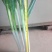 长白大葱35~40cm毛葱2cm左右