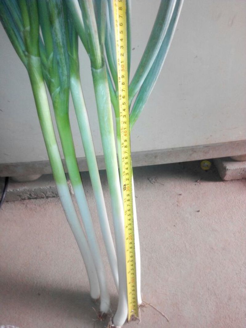 长白大葱35~40cm毛葱2cm左右