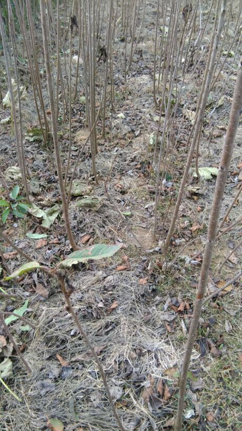 樱桃树苗2年80cm以上