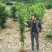 【推荐】桂花苗桂花大小苗产地直销成活率高量大从优