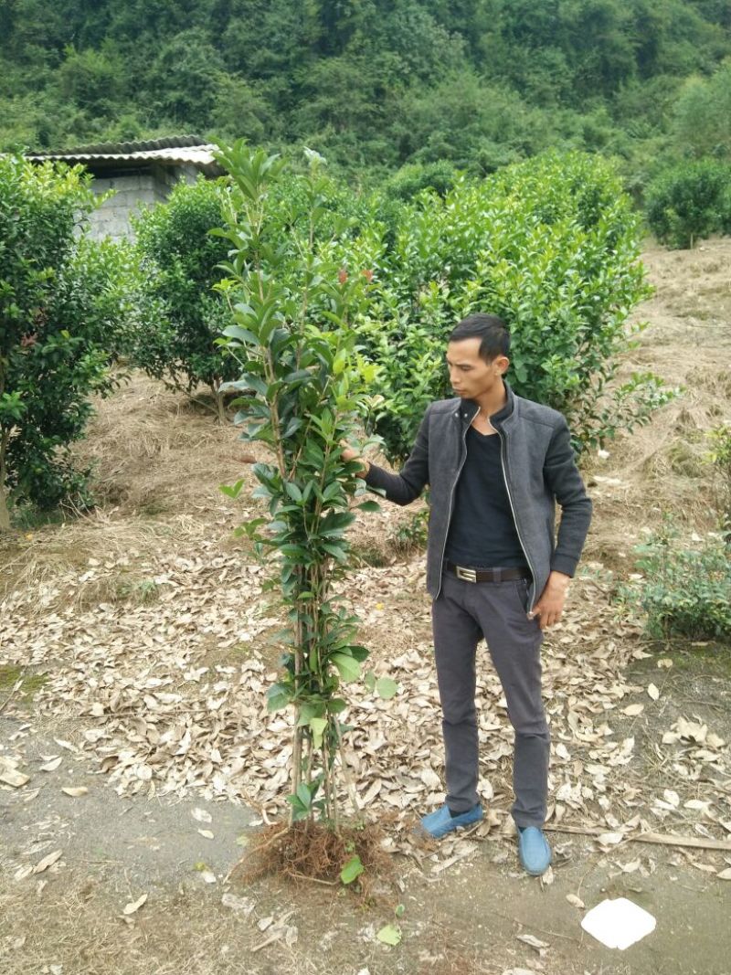 【推荐】桂花苗桂花大小苗产地直销成活率高量大从优