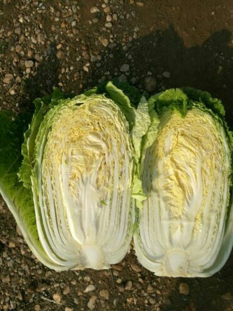 黄心秋喜、凝翠、阳春三月4~6斤，大量供应，保质保量。