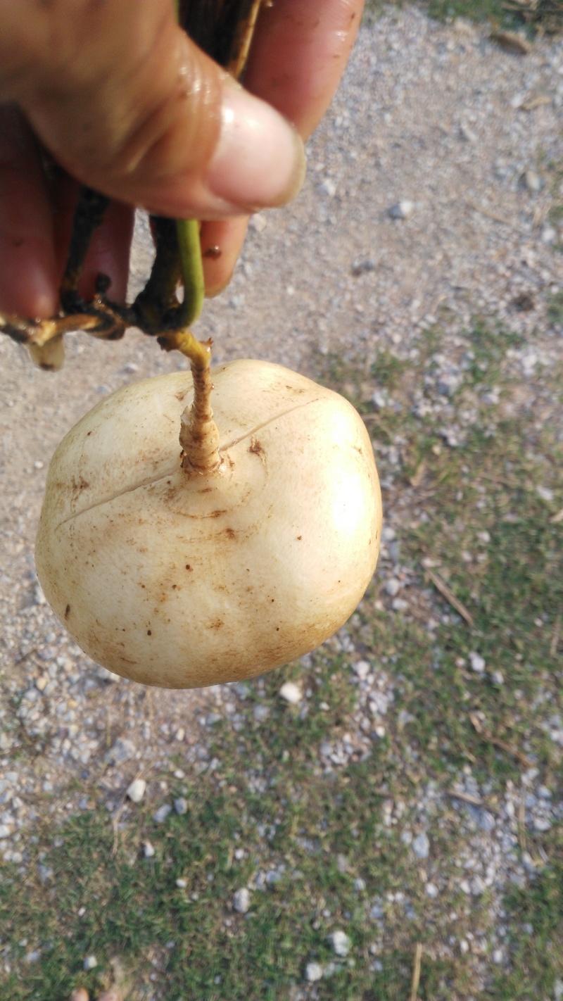 凉薯500~1000g广东徐闻新苗苟葛白地瓜应季节凉薯