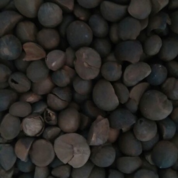 茶树油山茶油