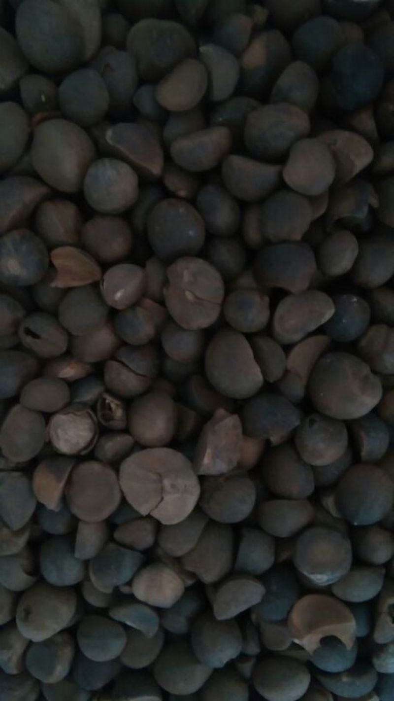 茶树油山茶油