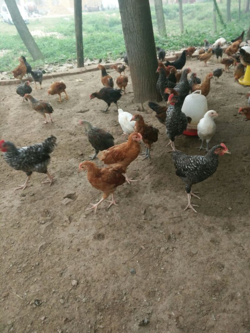 柴鸡苗1斤以上