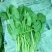 大叶菠菜25~30厘米