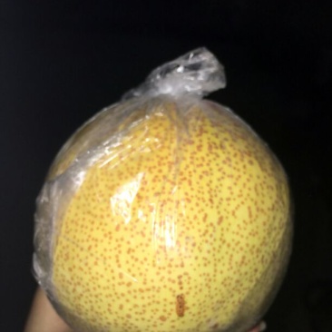 砀山梨250~300g膜袋