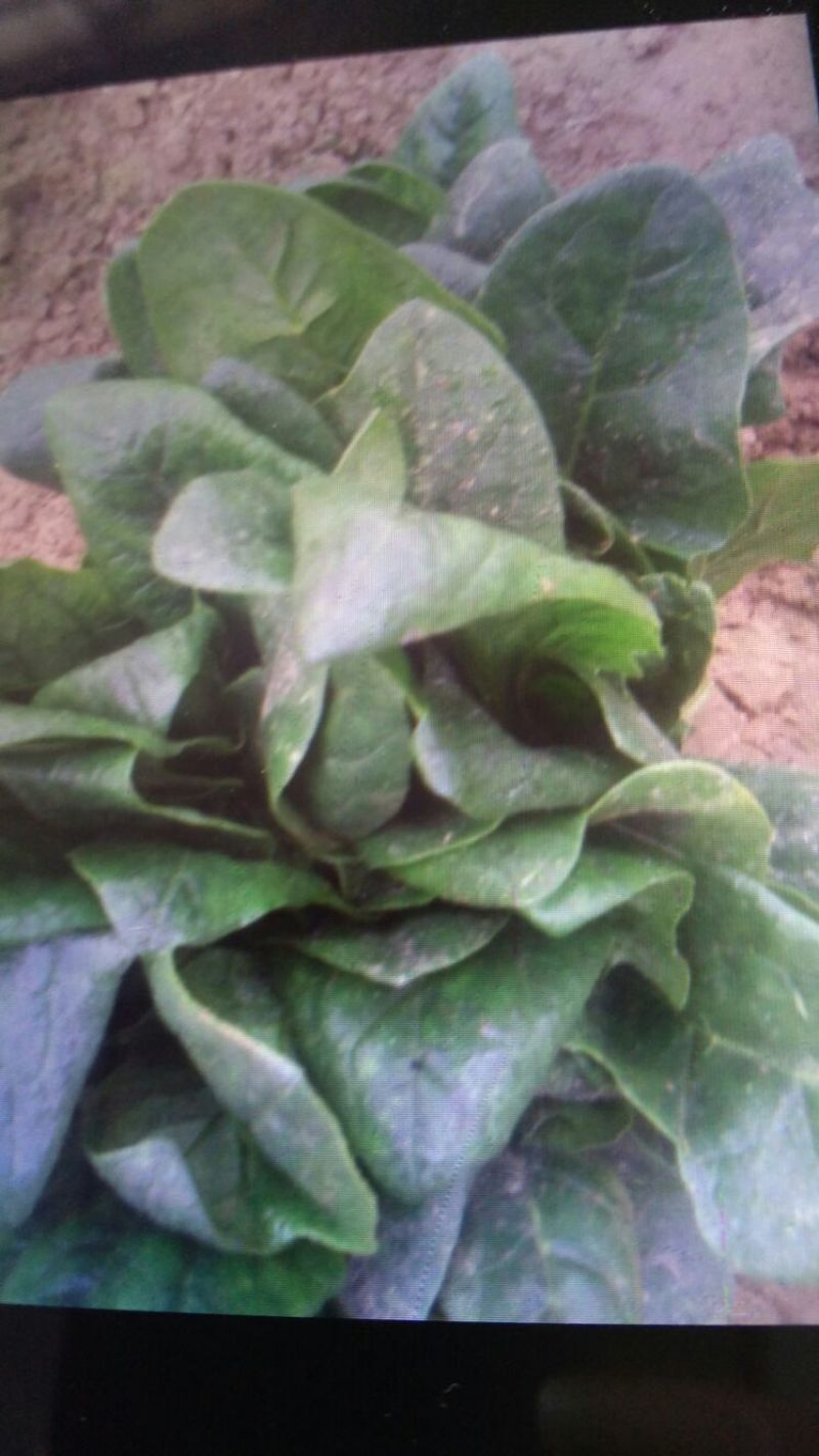 越冬菠菜15~20厘米
