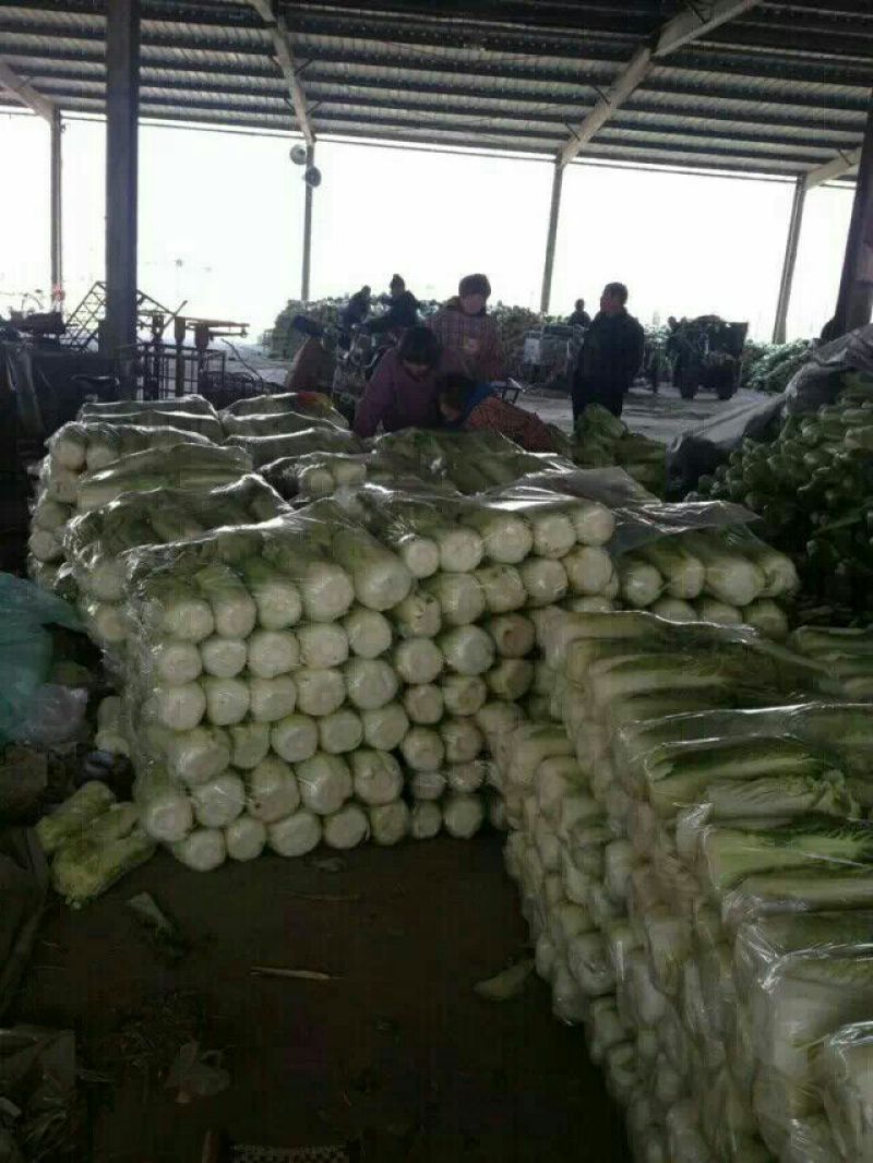 北京新三号白菜大量供应