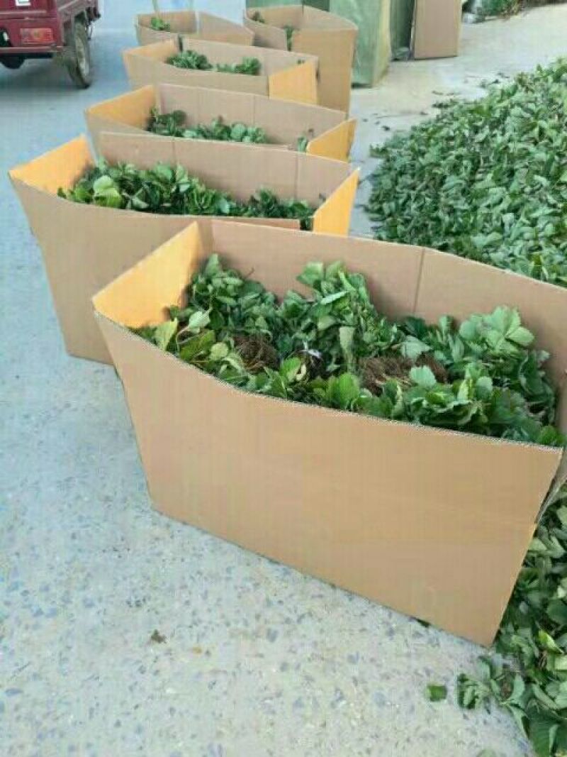 草莓苗红颜草莓苗全明星草莓苗章姬草莓苗