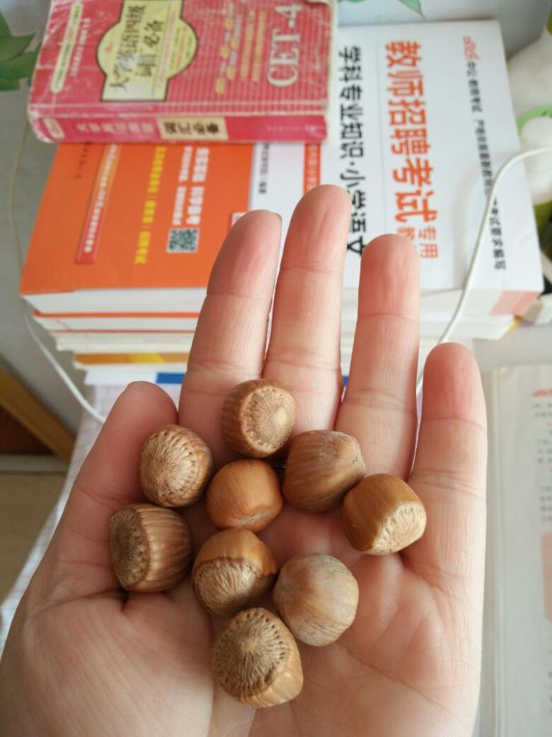平榛特级