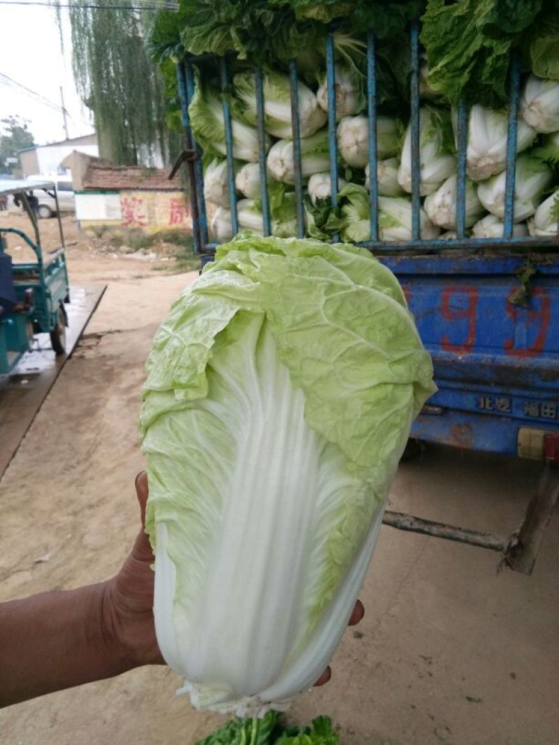 夏阳白菜，单颗2－3斤，形状好，颜色绿，适合各地市场，诚