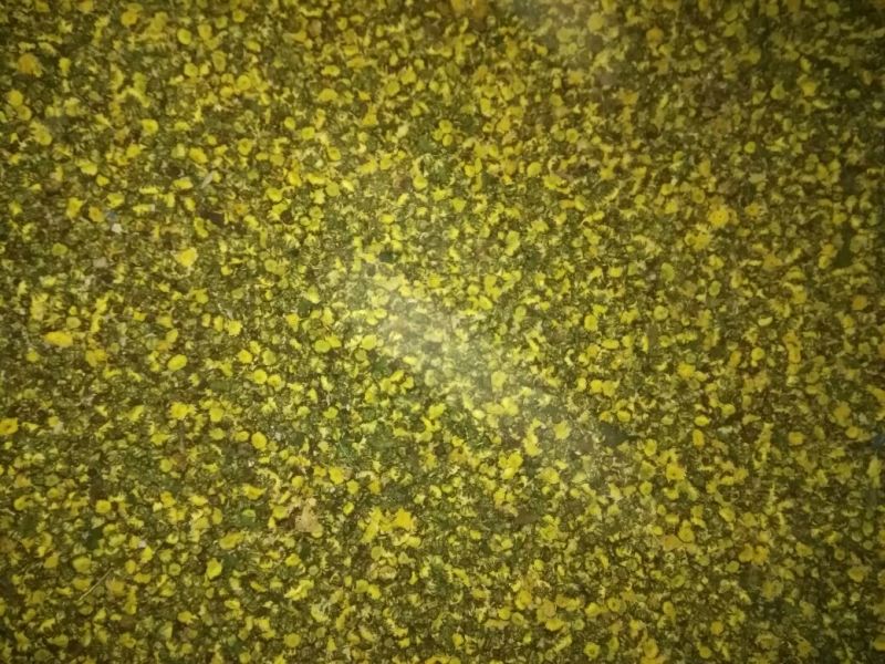 白菊花茶