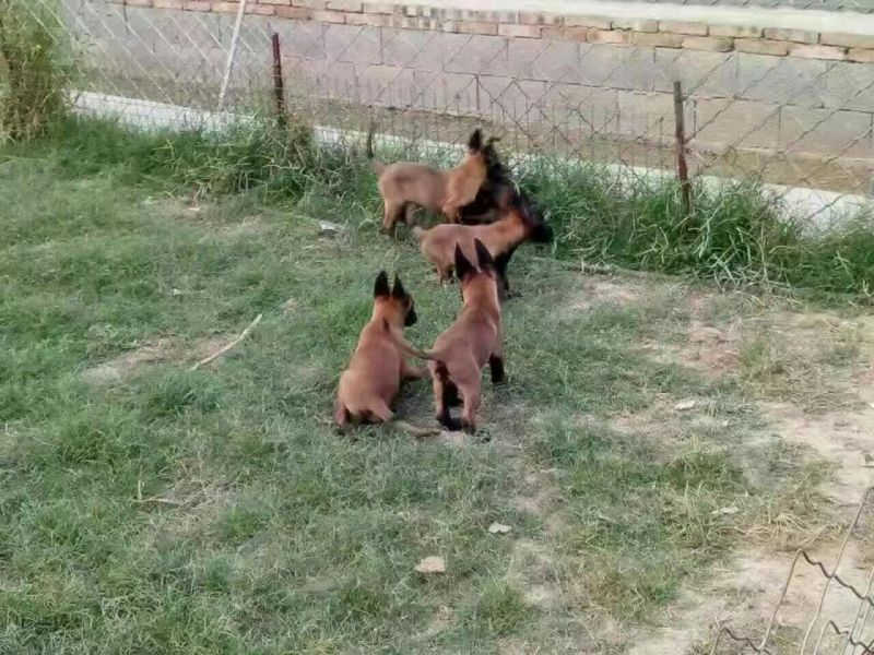 马犬母