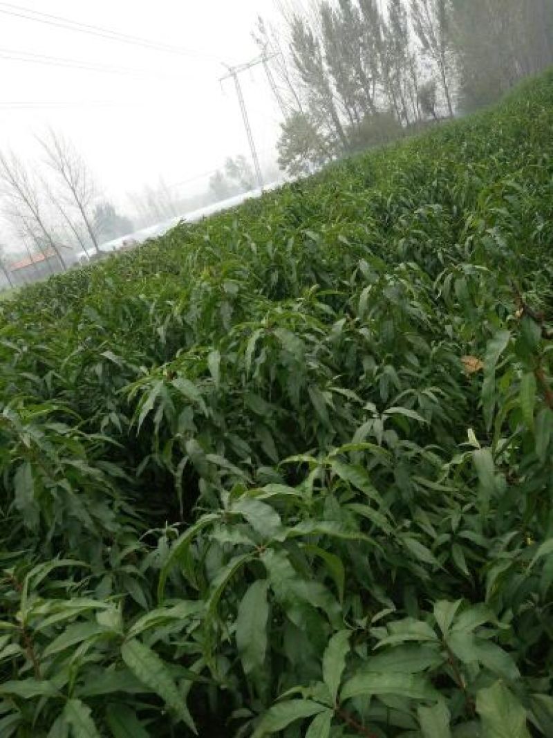 桃树苗，品种苗，产地直销死苗补发欢迎咨询