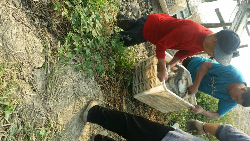 池鲤鱼食用1~2公斤