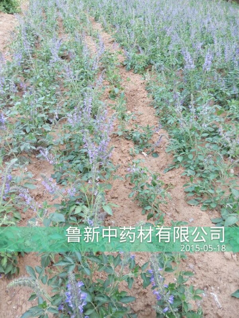 丹参统个