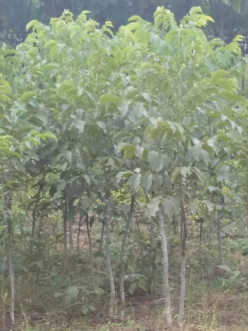 核桃苗50~100cm二年苗