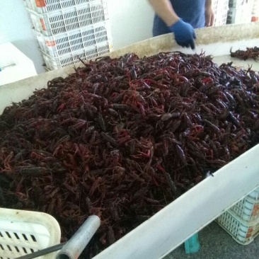 河虾活虾26~30只/kg