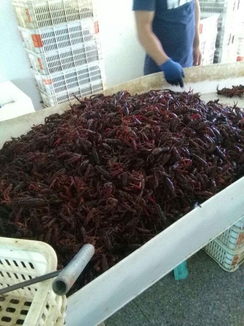 河虾活虾26~30只/kg