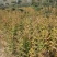 河南鄢陵红王子锦带花批发