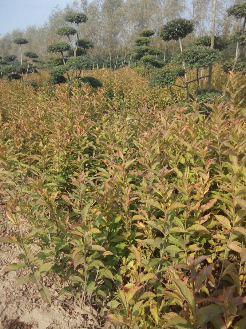 河南鄢陵红王子锦带花批发