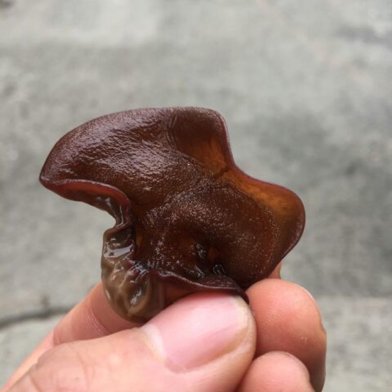 干木耳一级