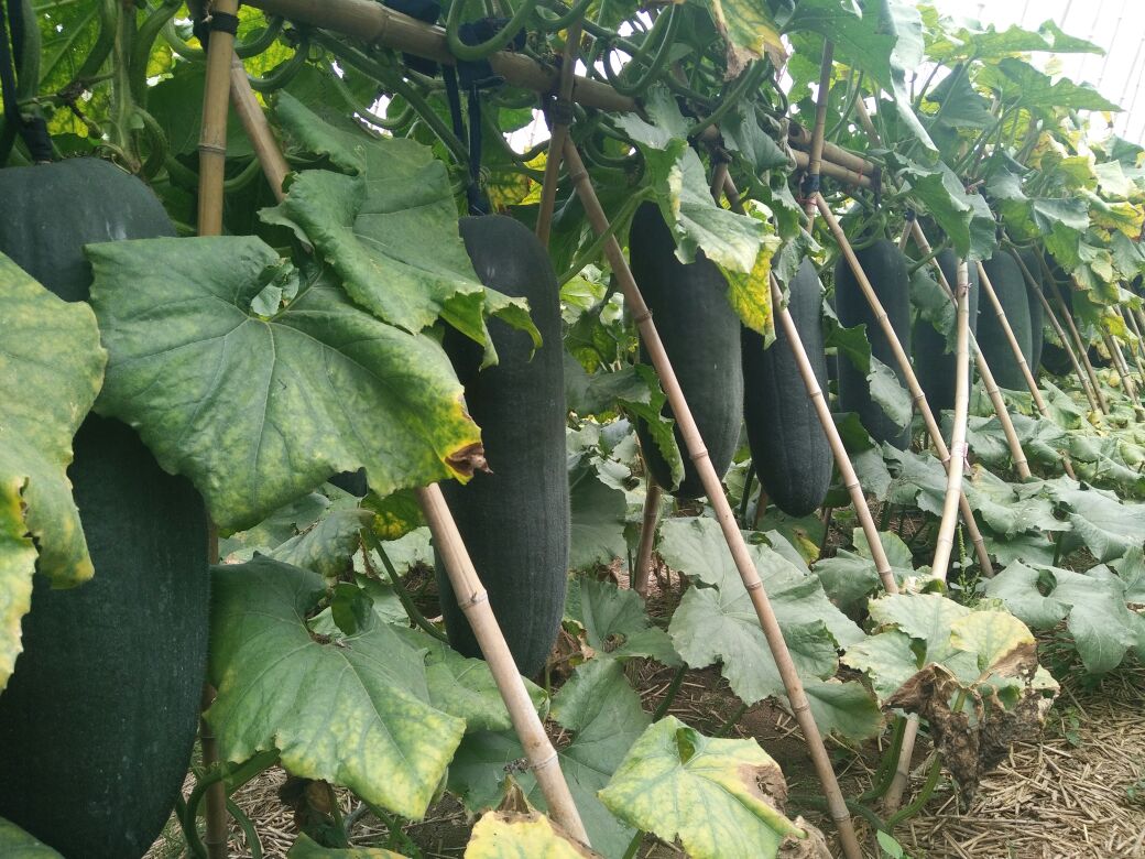 黑皮冬瓜河南周口郸城县_批发_供应-一亩田农